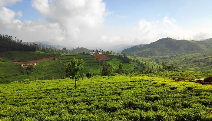 One of the most popular places to visit in Ooty in 2 days.