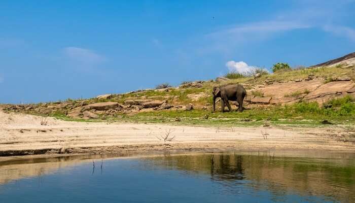 Island lake in Galle Oya National Park which is one of the best elephant sanctuaries in Sri Lanka