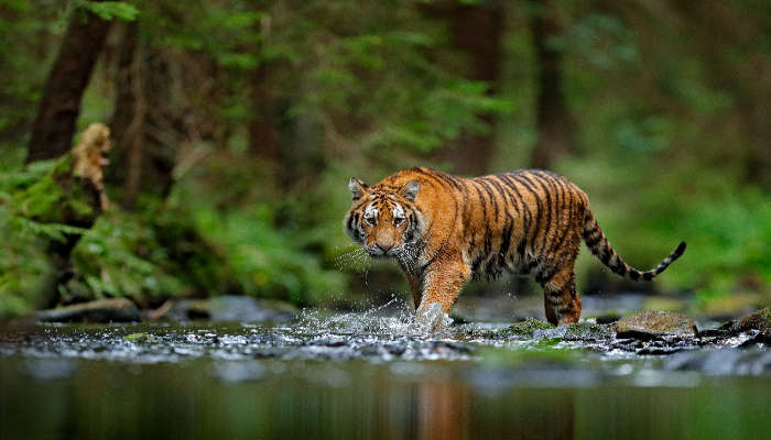 View interesting wildlife at Kuldiha Wildlife Sanctuary