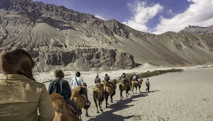 Camels Ride in Nubra Valley
