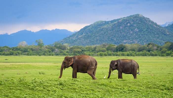 See elephants in their natural habitat at Minneriya National Park, one of Sri Lanka's top elephant sanctuaries