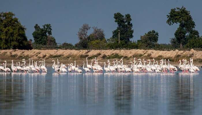 The famous bird sanctuary counted among best places to visit near Ahmedabad within 100 km.