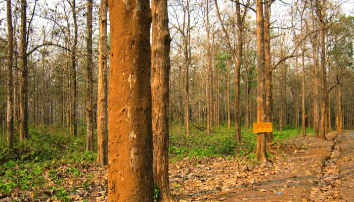 Nedumkayam forest is one of the best places to visit in Nilambur for nature lovers.
