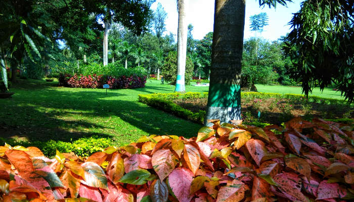The lush green ambience of the botanical gardens