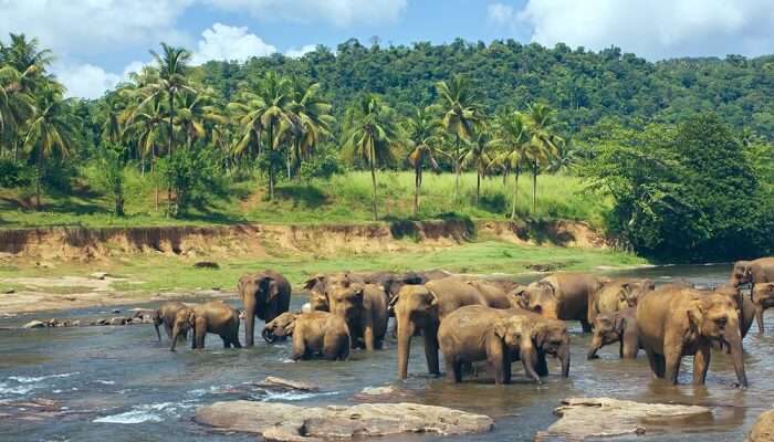 Witness elephants bathing at Pinnawala Elephant Orphanage which is one of the best elephant sanctuaries in Sri Lanka