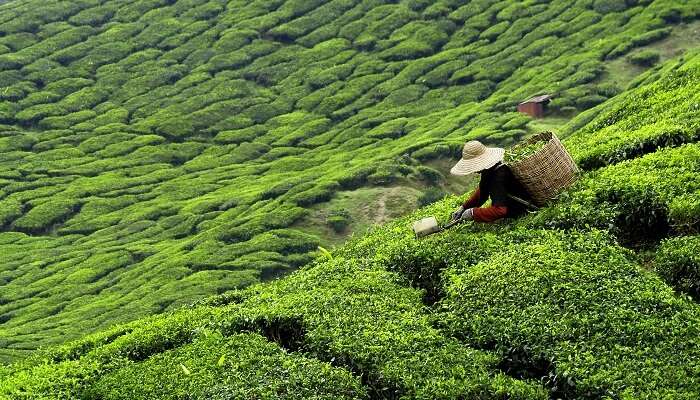 Worker picking tea leaves in the lush-green tea plantations