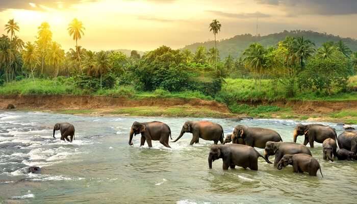 Best elephant sanctuary in sri lanka