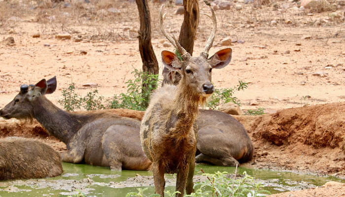 Sambar Deer spotted in Sri Venkateswara Zoological Park, one of the best tourist places in Tirumala