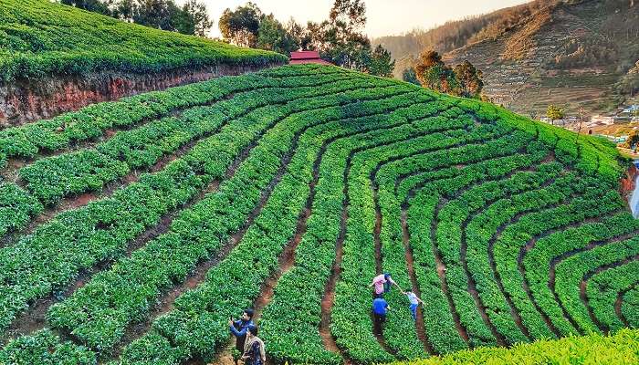 The tea gardens of Ooty are an interesting experience not to be missed. 