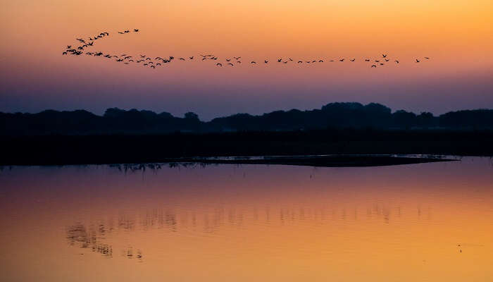 The bird sanctuary is undoubtedly one of the best places to visit near Ahmedabad within 100 km.