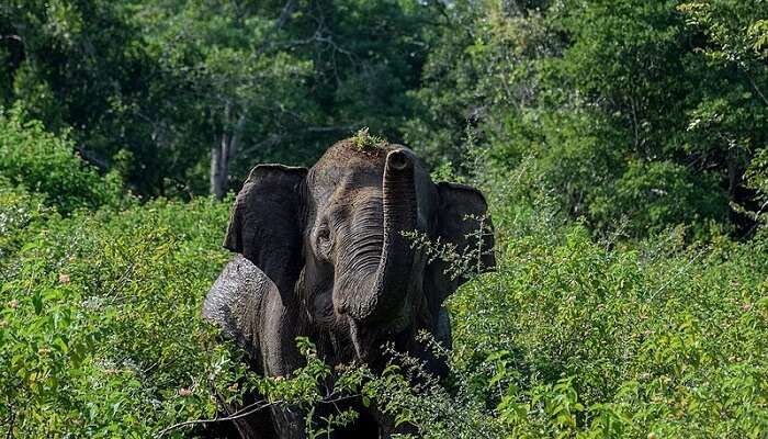 An Asian elephant bathing in a waterhole in Udawalawe national park in Sri Lanka
