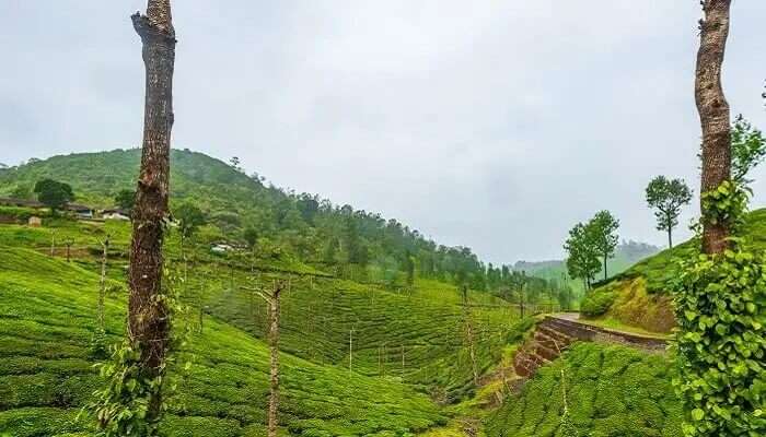 Lush green Valparai, one of the unexplored hill stations in Tamil Nadu