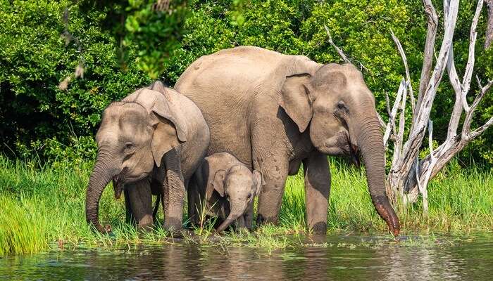 Asian elephants drinking water at Yala National Park