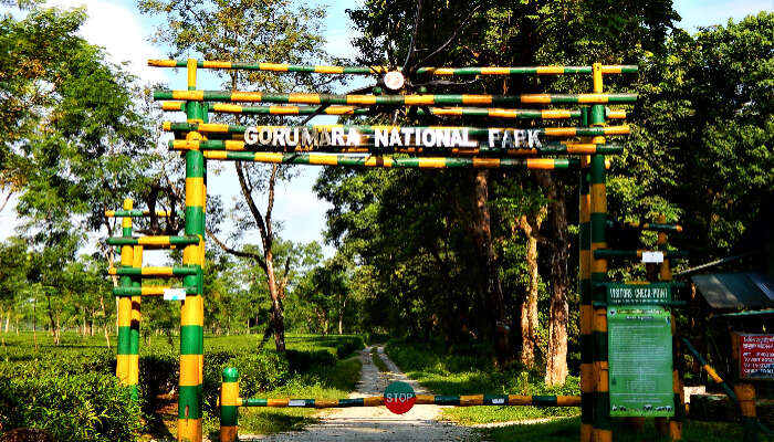 Enjoy Jeep Safari at Gorumara National Park that is one of the top places to visit in Dooars