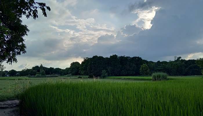 Explore lush greenery in Jaunpur.