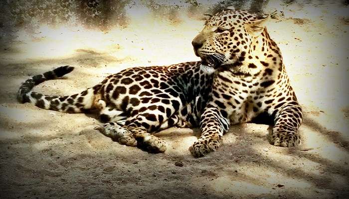 A thrilling view of Leopard from the Jawaharlal Nehru Biological Park