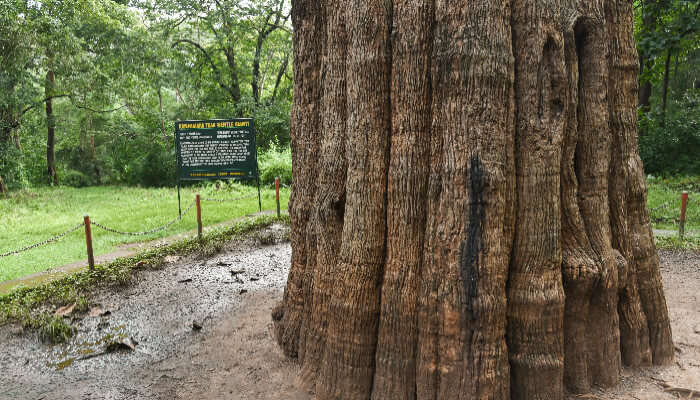 Experience the amazing sight of the largest teak trees in the world, a famous tourist places in Nilambur