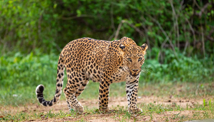 Enjoy sightseeing of Leopards at South Khayerbari in Dooars