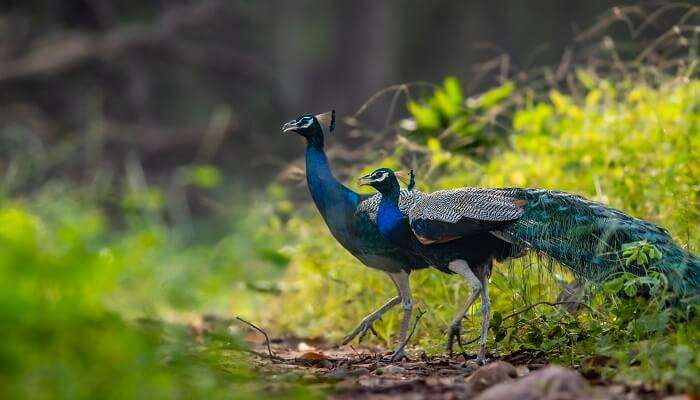 Bankapura Peacock Sanctuary, one of the best places to visit in Haveri, showcases different species of peacock