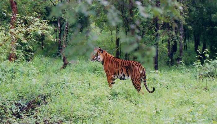 Tigers in Bor Wildlife Sanctuary: One of the best places to visit in Wardha