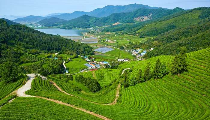 Plantations de thé vert en Corée du Sud.