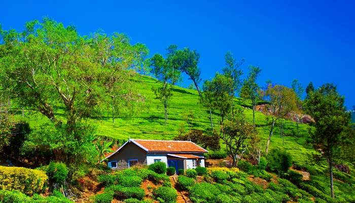 Coonoor célèbre pour ses plantations de thé, l'un des meilleurs lieux à visiter en Inde en avril