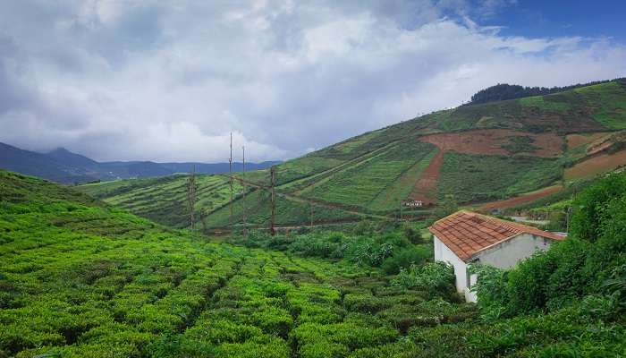 Coorg, one of the most famous places packed with coffee and sandalwood plantations 
