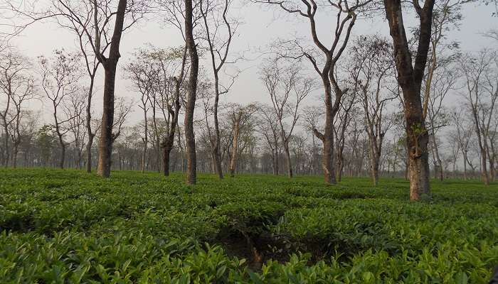 Soyez témoin du fascinant processus de fabrication du thé au Danguajhar Tea Estate