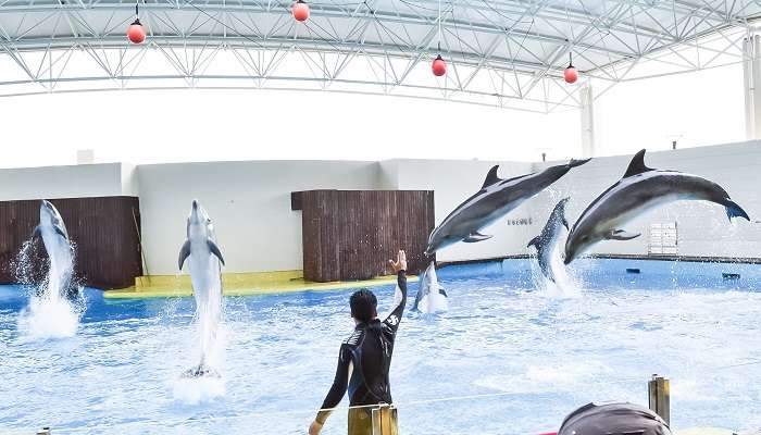 Attending dolphin show at Fakieh Aquarium is one of the most exciting things to do in Saudi Arabia