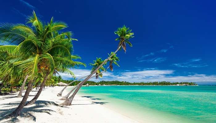 palmiers sur une plage blanche sur une île de plantation