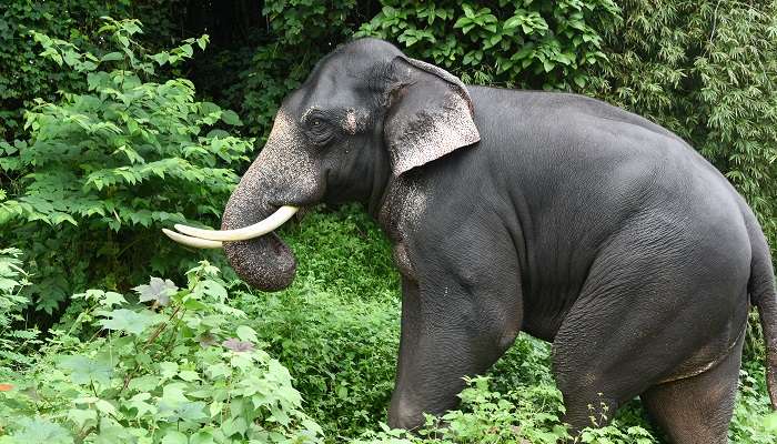 Konni Elephant Training Center in Pathanamthitta