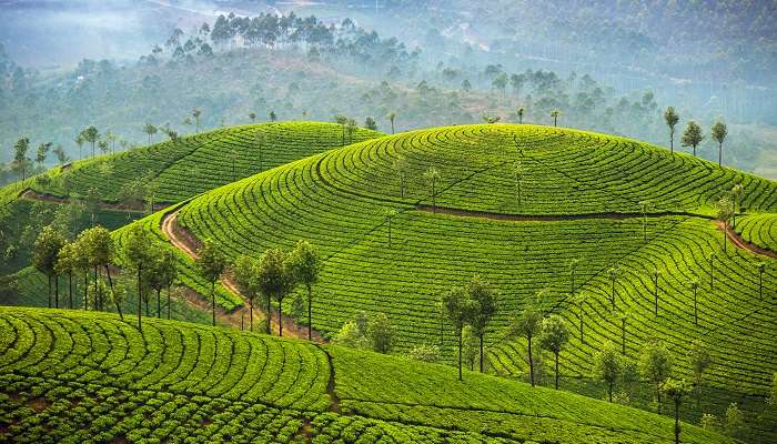 Plantations de thé à Munnar, c'est l'un des meilleur lieux à visiter en octobre en Inde