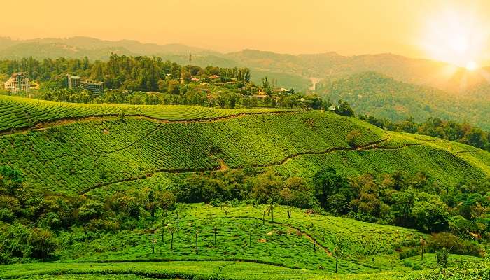 Paysage,Vue,d'une,plantation,de,thé,au,coucher du soleil.,Munnar,,Kerala Vue du coucher du soleil sur les plantations de thé de Munnar, c'est l'un des meilleur lieux à visiter en Inde en été
