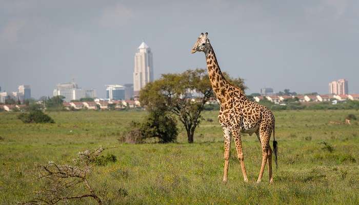 visitez la belle parc du Nairobi 