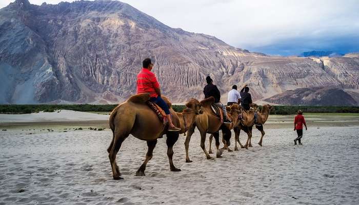 Tourist enjoying camel ride in Nubra Valley