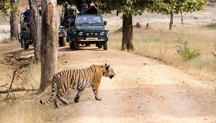 Best places to go for jungle safari