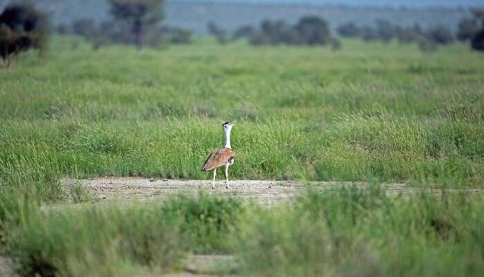 Ranebennur Blackbuck Sanctuary is one of the fantastic places to visit in Haveri for spotting Blackbuck. 