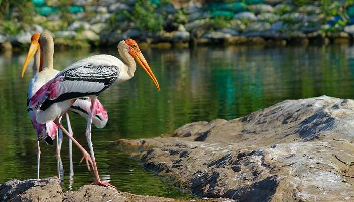 A picture of Painted storks found at Ranganathittu Bird Sanctuary, one of the famous places to visit near Maddur