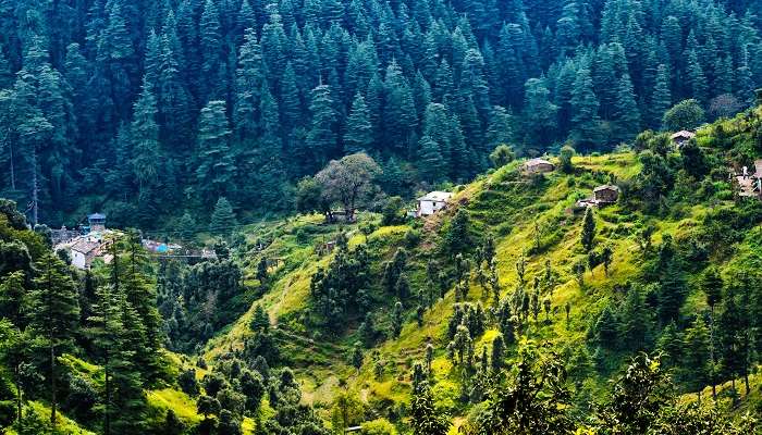Belle vue sur la forêt de pins de l'Himalaya, Ranikhet c'est l'un des meilleurs endroits à visiter en été