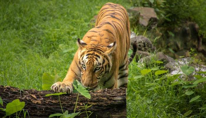 Explorez la Réserve de tigres de Sunderbans