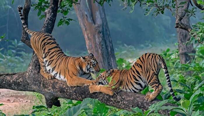 two tigers at one of the best places to visit near Pench National Park