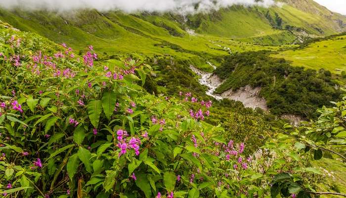 La trek Magnifique  dans l'Uttarakhand appelé vallée des fleurs dans l'Himalaya, c'est l'un des meilleurs