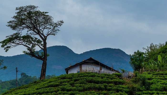 Admirez la a vue magnifique de Wayanad du Kerala