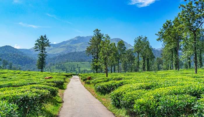 Wayanad is one of the thrilling places to visit from Bangalore for 3 days