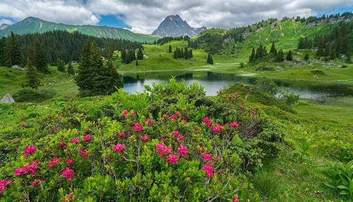 Explorez les Alpine des roses  et l'autre des fleures, c'est l'un des meilleur  lieux à visiter en Autriche