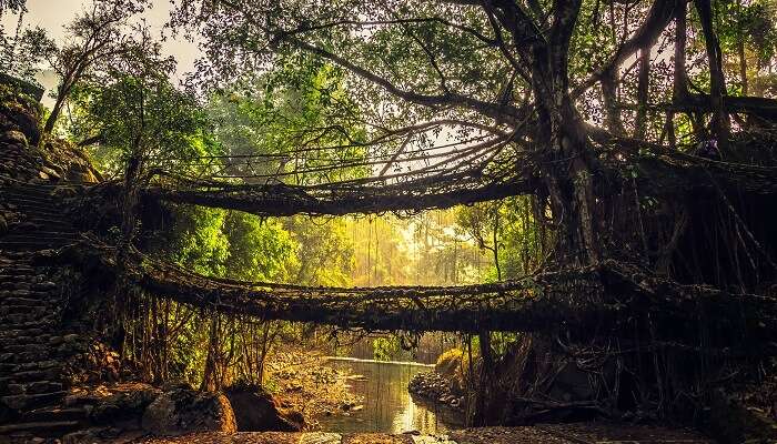 Explorez le pont des racines vivantes à Cherrapunji, C'est l'un des meilleur endroits à visiter en août en Inde