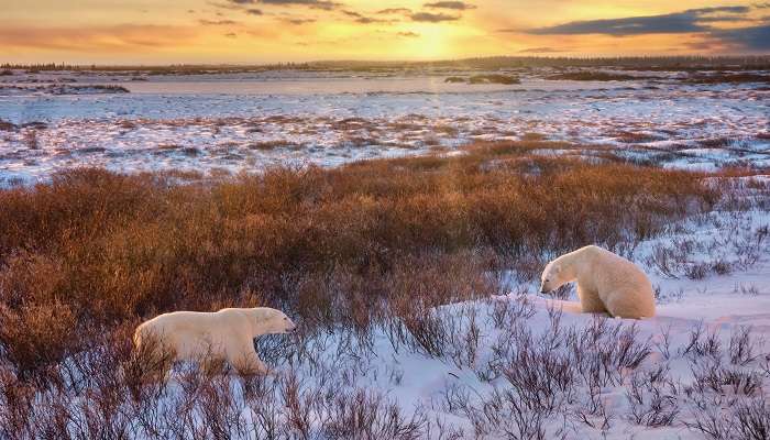 Deux ours polaires sauvages en Churchil, c'est l'une des  meilleurs endroits à visiter au Canada