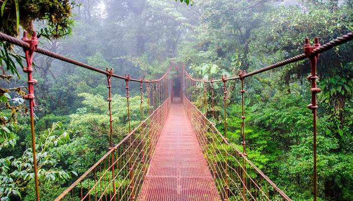 Pont dans la forêt tropicale du Costa Rica