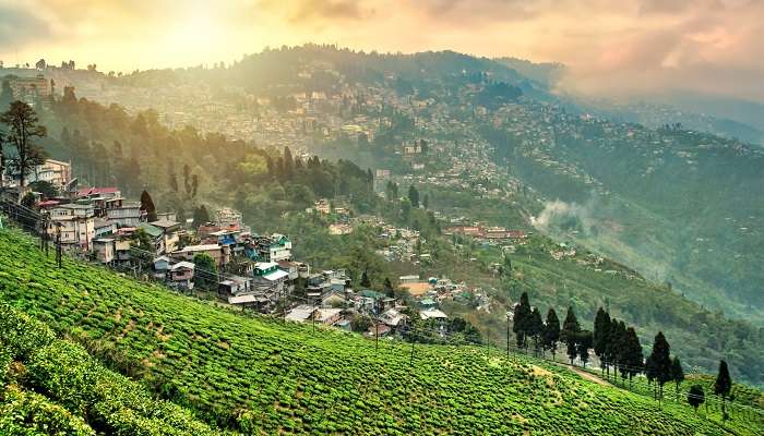 Vue imprenable sur les plantations de thé de Darjeeling, c'est l'une des meilleur lieux à visiter en janvier en Inde  