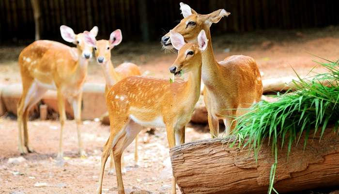 Exlorez la Dusit Zoo, l'une des meilleurs endroits à visiter à Bangkok 